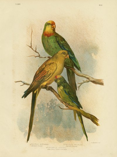 Parrocchetto di Barraband da Gracius Broinowski
